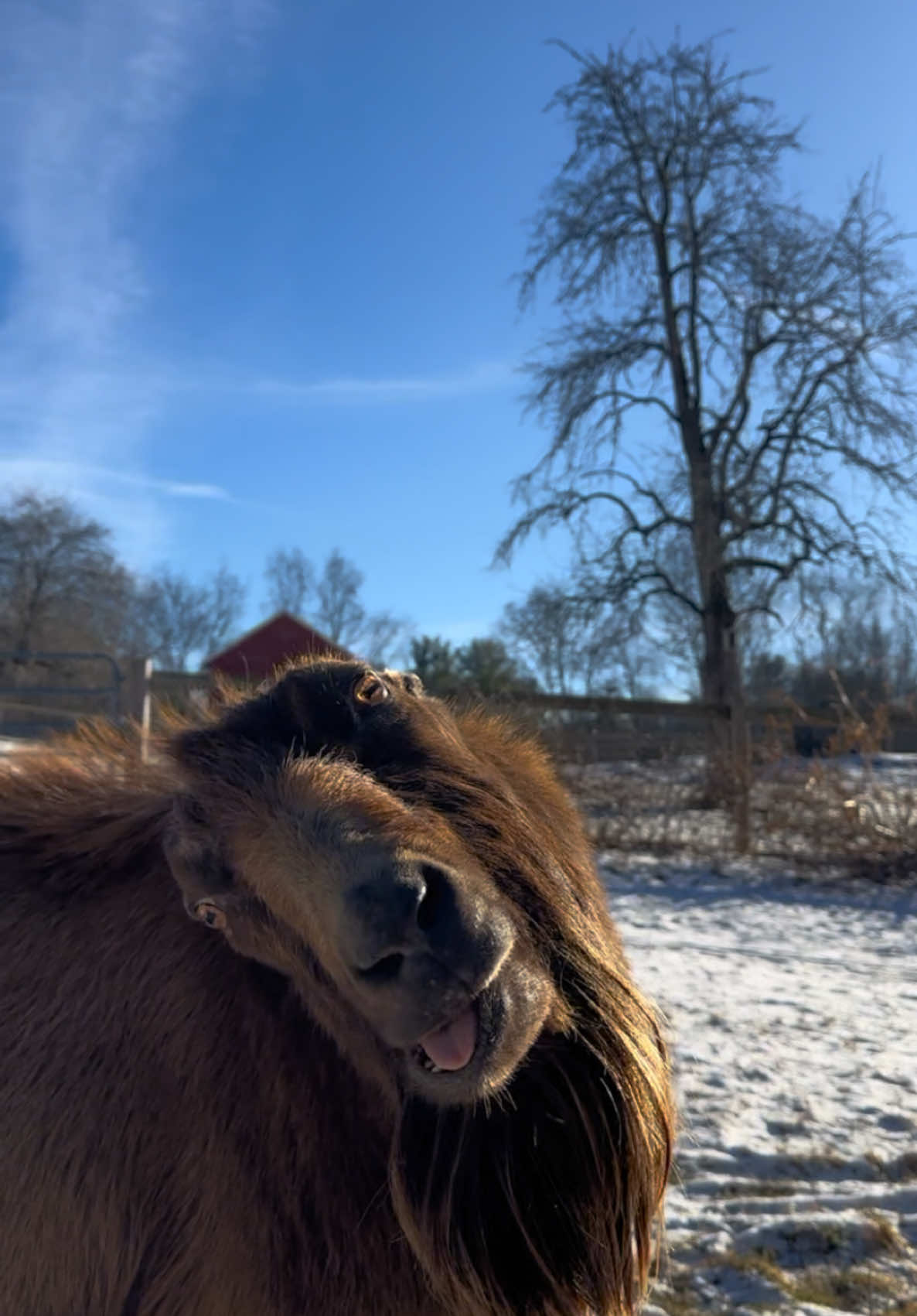 #MichaelScottTheGoat is just the way he is… #GoatTok #GoatsOfTikTok #FunnyAnimals #EarlessGoats #LaManchaGoats 