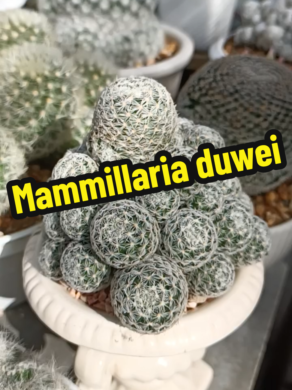 🌵Mammillaria duwei แมมมิลลาเรียดูเวไอไร้หนาม ลงปลูกในกระถางเซรามิคทรงโรมัน เตรียมย้ายบ้าน ขอบคุณมากค่ะ🙏☺️🥰 #กระบองเพชร #บ้านนี้มีแคคตัส🌵💗 #cactus #cacti #แมมดูเวไอไร้หนาม 