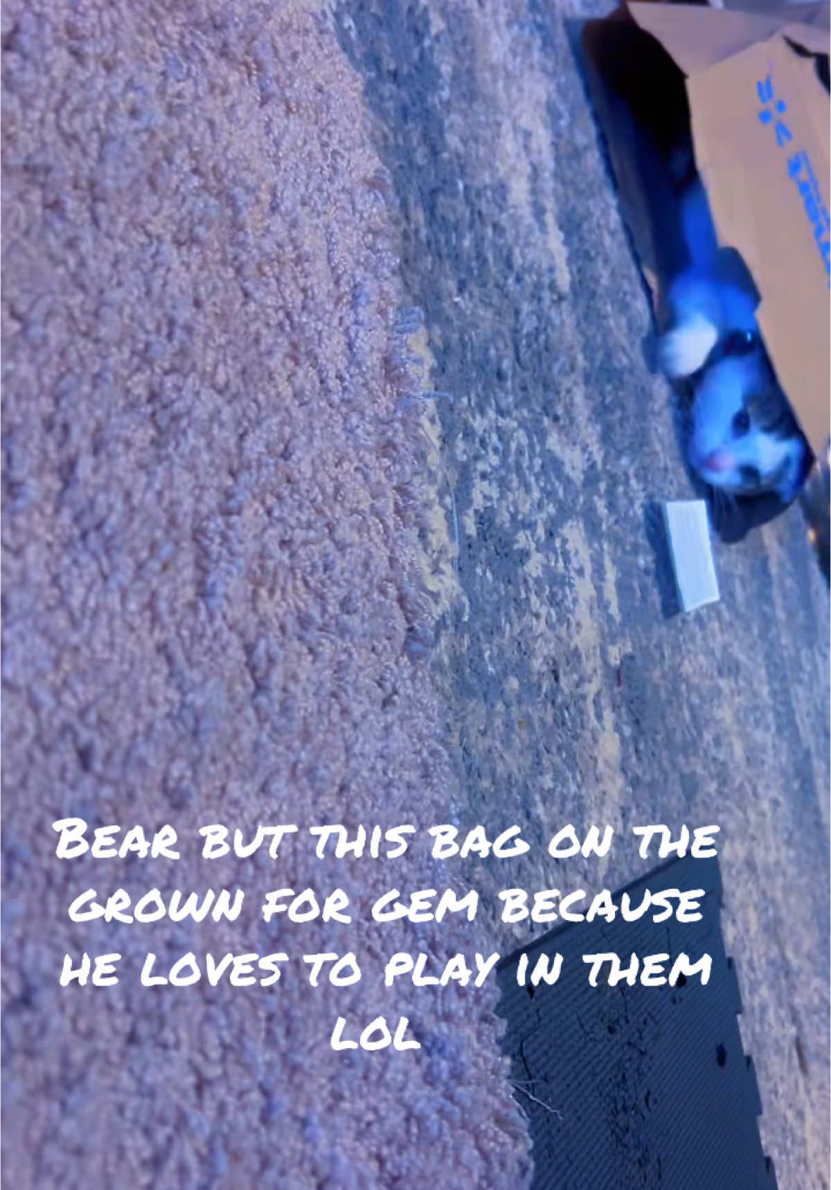 Gem loves to play in bags #cat #relatable #fypシ゚viral 