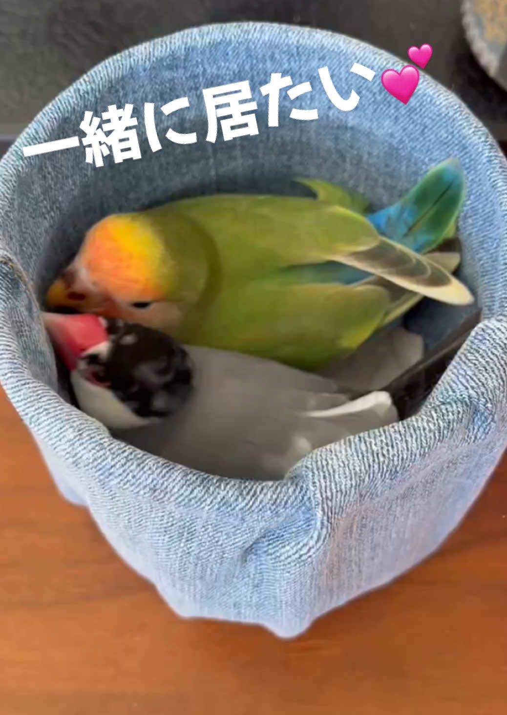 一緒に遊びたい、一緒に居たい💕 #コザクラインコ  #可愛い文鳥  #文鳥とインコいる生活 