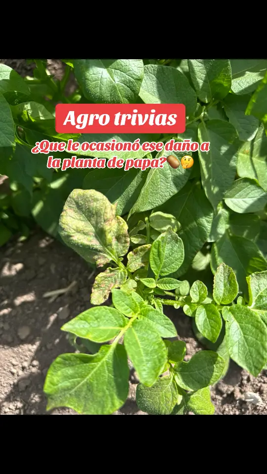 Preguntas de la agricultura🧑🏽‍🌾🚜 #agriculture #agriculturelife #campo #agro #agricultura #agronomia #papa 