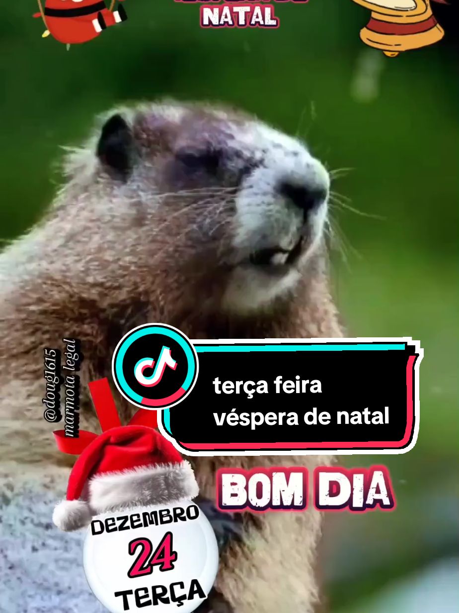 #bomdia #bomdiaaa #bomdiaaaaa #tercafeira #vesperadenatal #marmotagritando #marmota #marmotalegal 