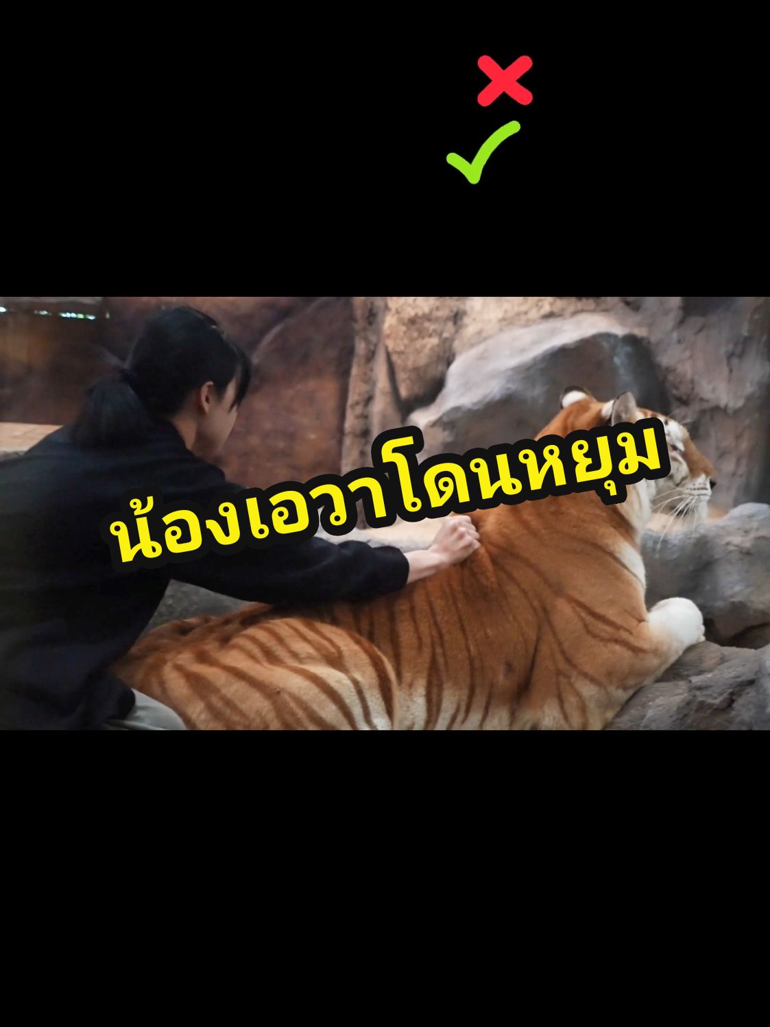 แม๊ ช่วยด้วย..พี่โบว์หยุมหนู‼️🐯 #น้องเอวา #เอวา #ava #nongava #คุณหนูติดแกรม #เชียงใหม่ไนท์ซาฟารี #สวนสัตว์tiktok #สัตว์โลกน่ารัก #หนาวนี้ที่เชียงใหม่ #ทริปนี้ที่รอคอย #เชียงใหม่หวานเจี๊ยบ #chiangmainightsafari 