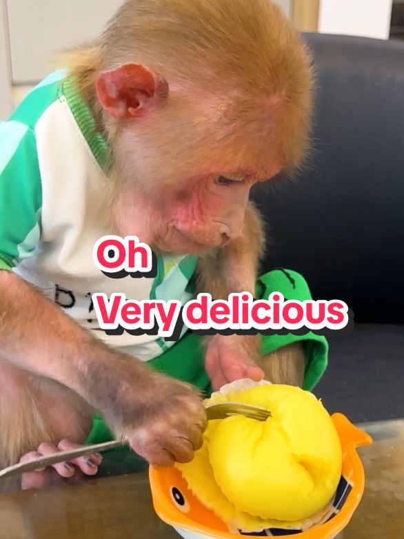 BiBi enjoyed him cooking very deliciously.@Smart Monkey BiBi  #BiBimonkey #MonkeyBiBi #BiBifamily #animalcutes #animal #babymonkey #monkeybabi #pest #bibiandmom #bibiandlala #monkeydluffy #monkey 