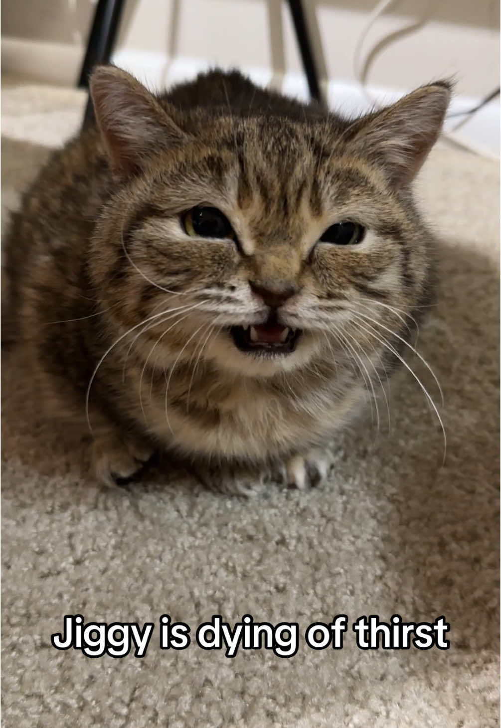 EDIT: yall she LIKES this waterbowl. she has a fountain. obv i wouldnt let her go without water. she gets excited for the biggy bowl refills. 💀 pls relax jiggy is more loved than anyone could comprehend ITS A KENDRICK LAMAR REFERENCE PLS SING ABT HER SHES DYING OF THIRST 😭 | the great Jiggy drought 🙀 #jiggysmalls #dwarfcat #fypシ #fyp #jiggycat #foryouu #babycat