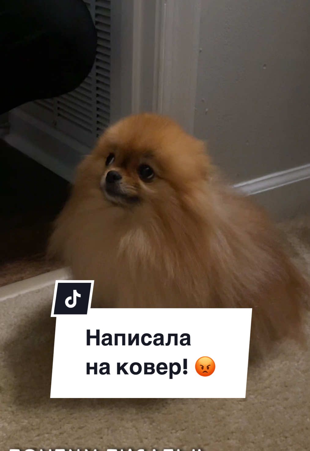 Воспитатели 🤓 а кто у вас главный в семье? #leyavik #Pomeranian #pom #dog #шпицуля #домашниепитомцы #шпицуля #собака #собачки 