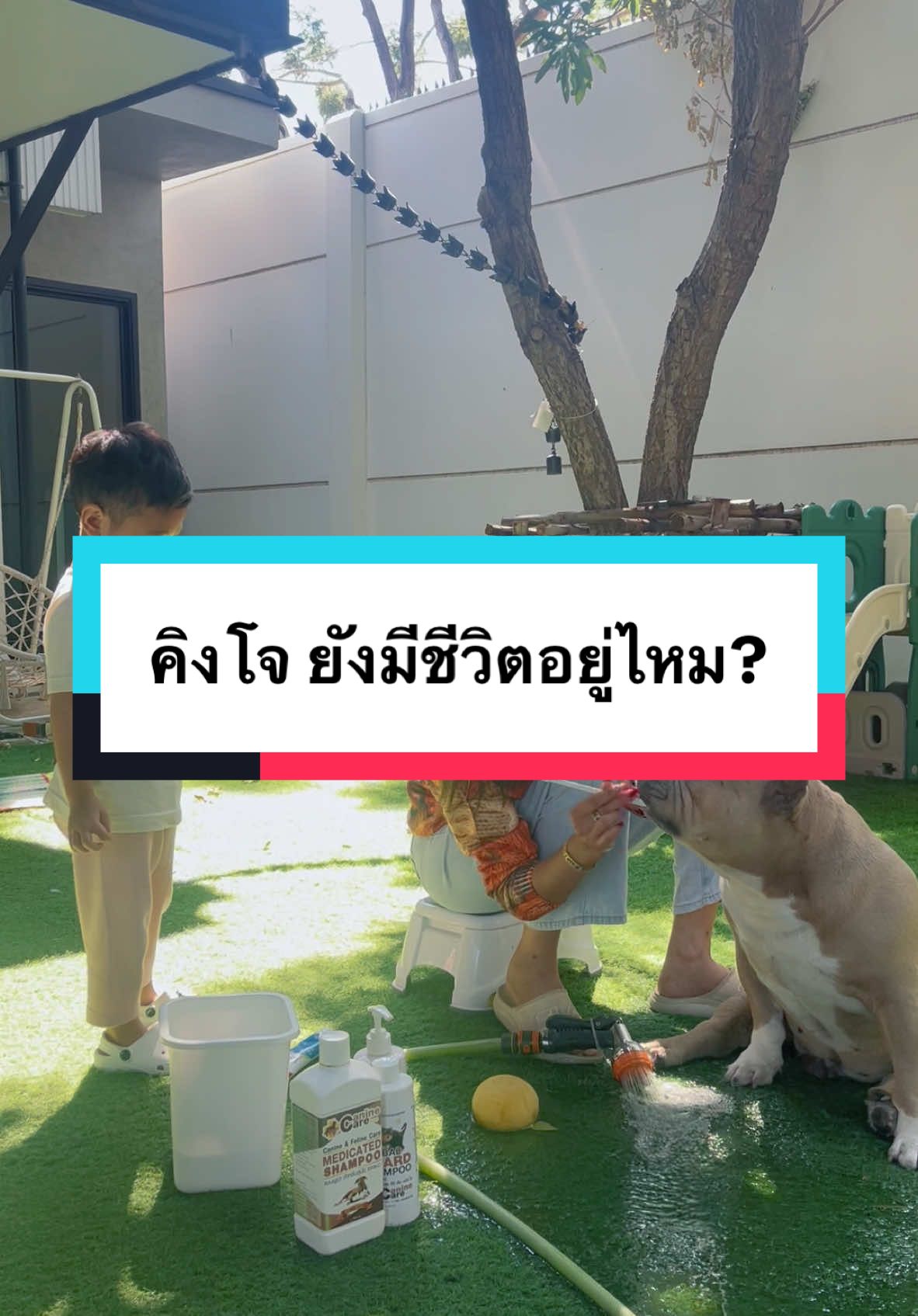 ตอบกลับ @B คิงโจปีหน้าจะ 10 ขวบแล้วค้าบบ 😘  @แม่ฝนของคิงโจ | 313.5K 🌥️  @แม่ฝนของคิงโจ | 313.5K 🌥️  @แม่ฝนของคิงโจ | 313.5K 🌥️  @CEO KEWL SHOP  @KINGJOE789  #แม่ฝนของคิงโจ #คิงโจ #kingjoe #woodaon #ลูกครึ่งไทยเกาหลี #บ้านฉัน #สวนสัตว์tiktok #แชมพูผิวหนังสุนัข #รถเข็นหมาใหญ่ 