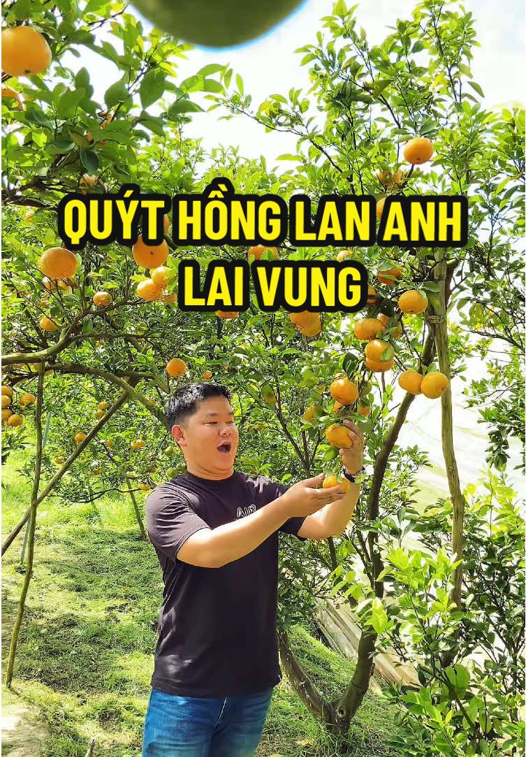 Vườn Quýt Hồng Lan Anh Lai Vung #dongdoday #quythong #vuonquythonglananh #quythonglaivung #caytraimientay #dulich