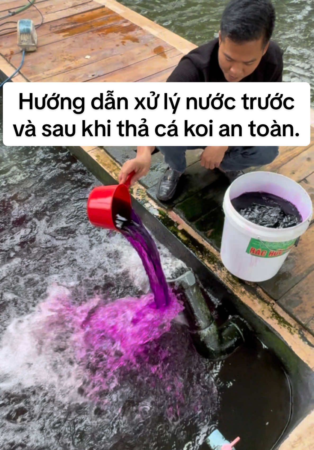 Hướng dẫn xử lý nước trước và sau khi thả cá koi an toàn.