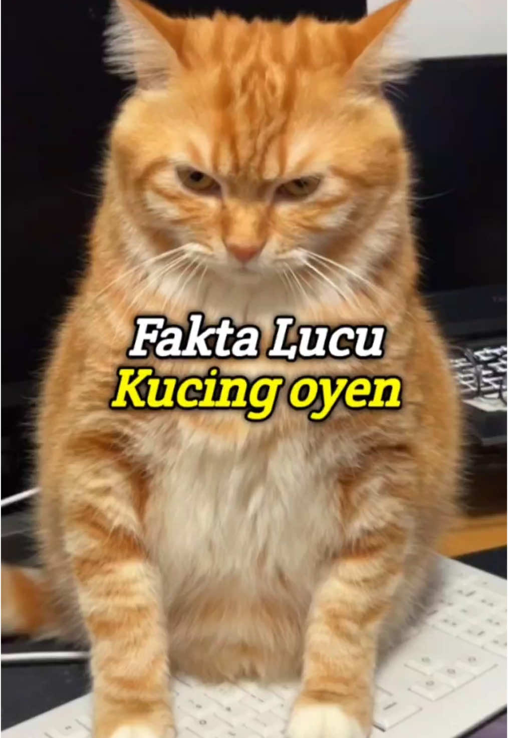 Kucing sejuta umat! #foryoupage #kucing #kucinglucu #kucingtiktok #kucingoren #hewanpeliharaan #faktahewan #hewanlucu #fypシ 