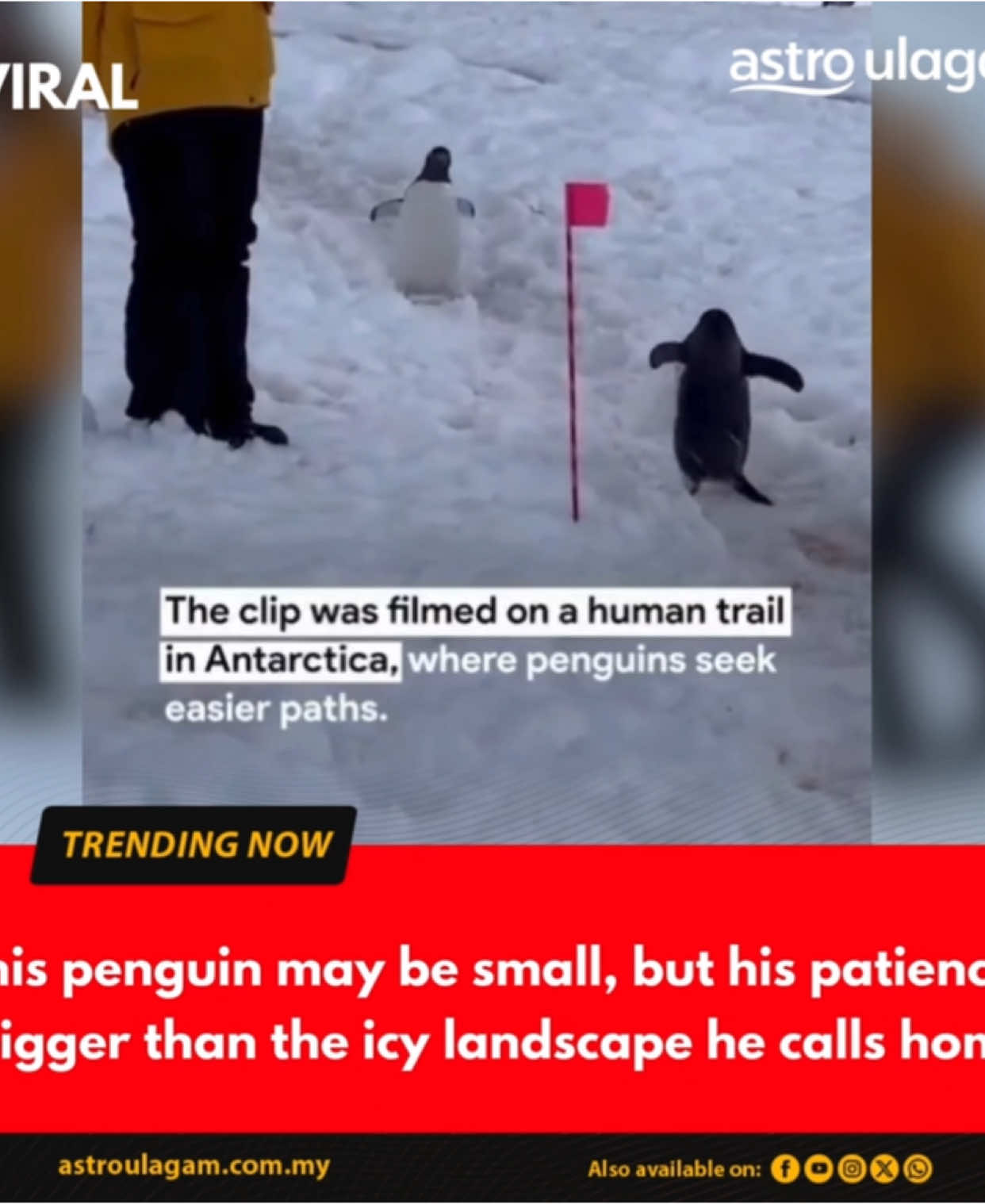 The cutest clip and penguins 😍 Credits : jist.news