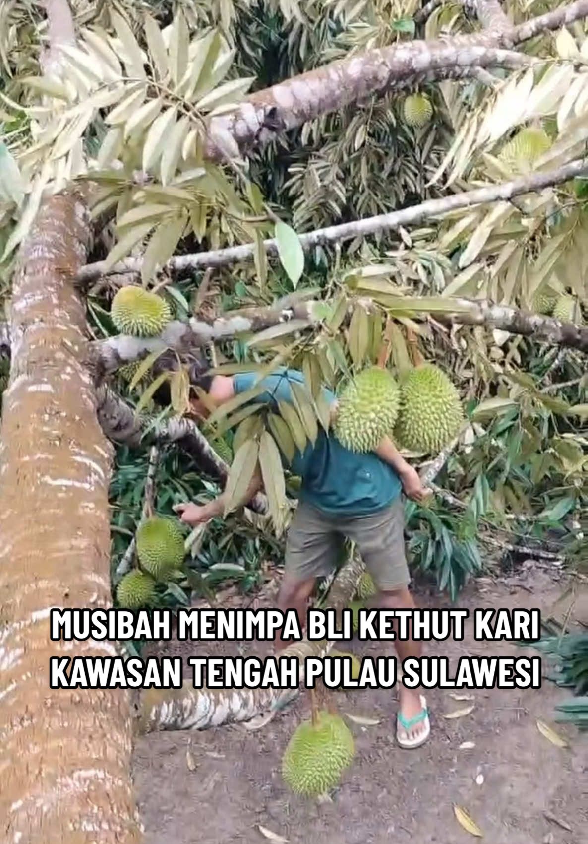 Tumbang Pohon Durian Tersayang Dalam Kondisi Lebat Berbuah 