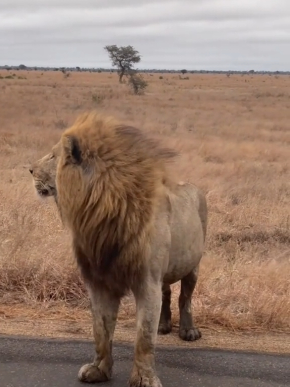 Majestic Lion Roaming the Savannah #Lion #Wildlife #bigcat 