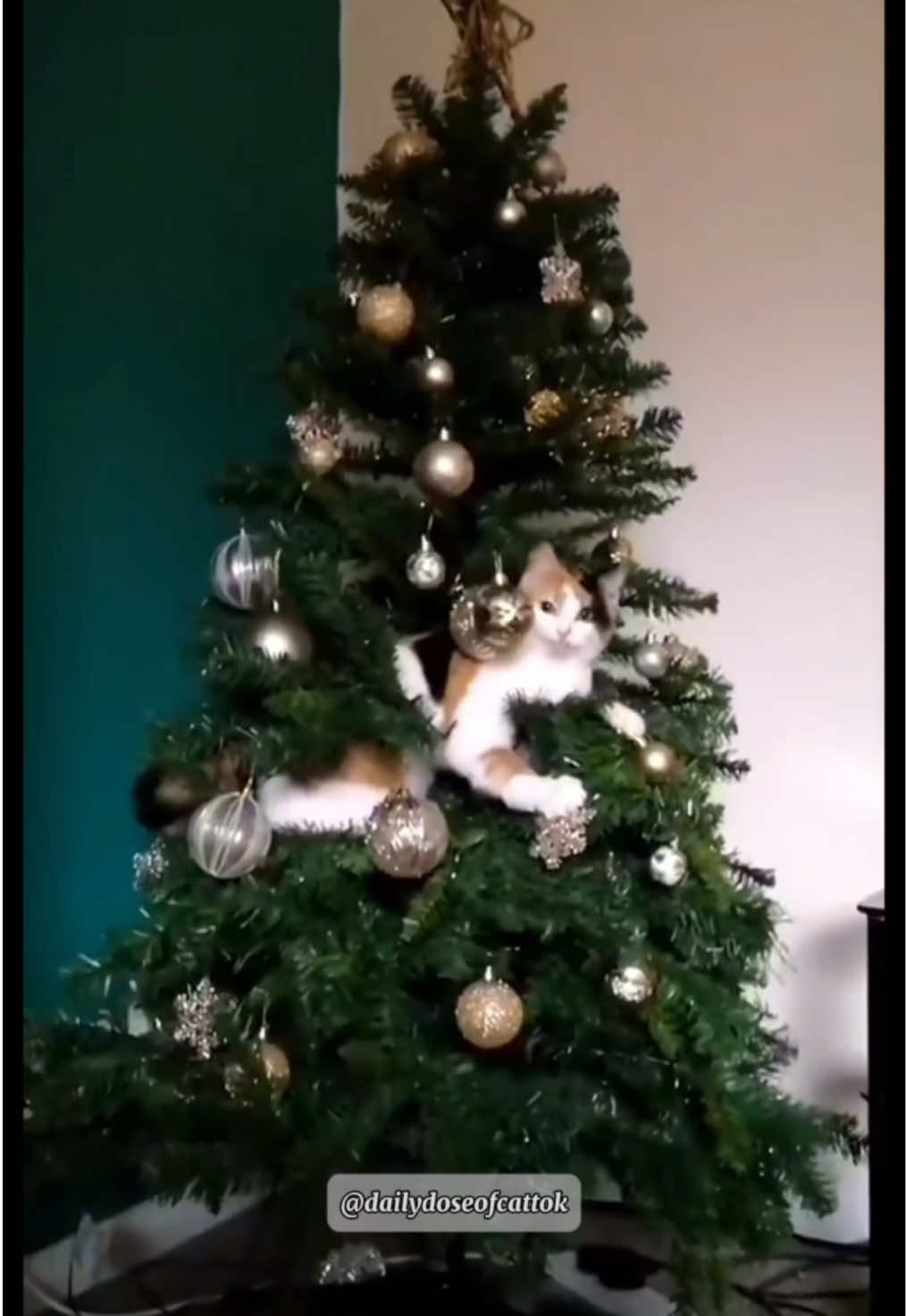 Merry Christmas to everyone 😁🎄 I got some funny cat videos and Christmas tree fail videos for you 🤣 #funnycats #funny #cats #foryou #catsoftiktok #winter #christmas #christmastree 