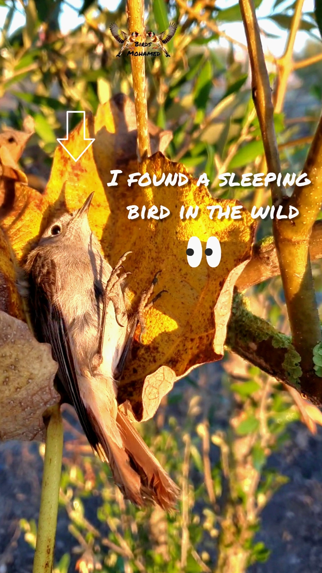 I found a sleeping bird in the wild #birds #nature #الحرية 