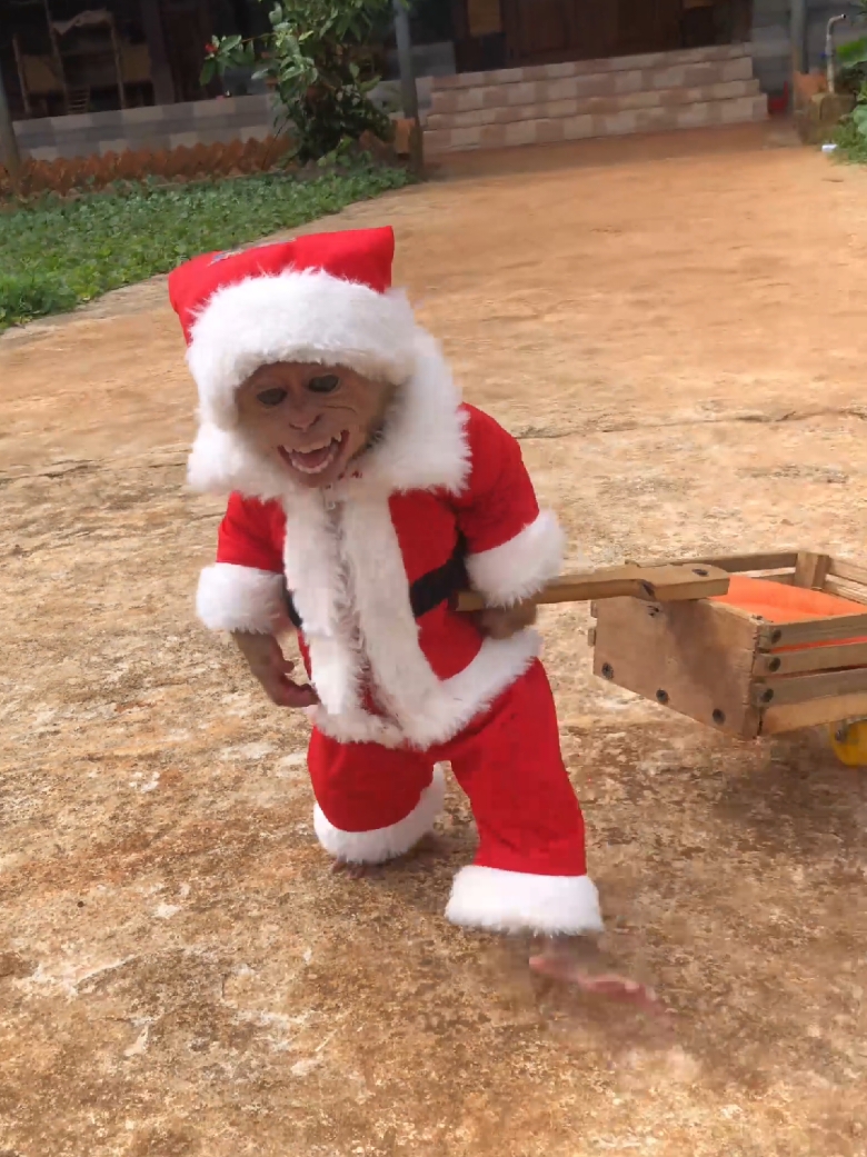 Cute monkey Bon Merry Christmas . #cutemonkey #babymonkey #cuteanimals #xmas 