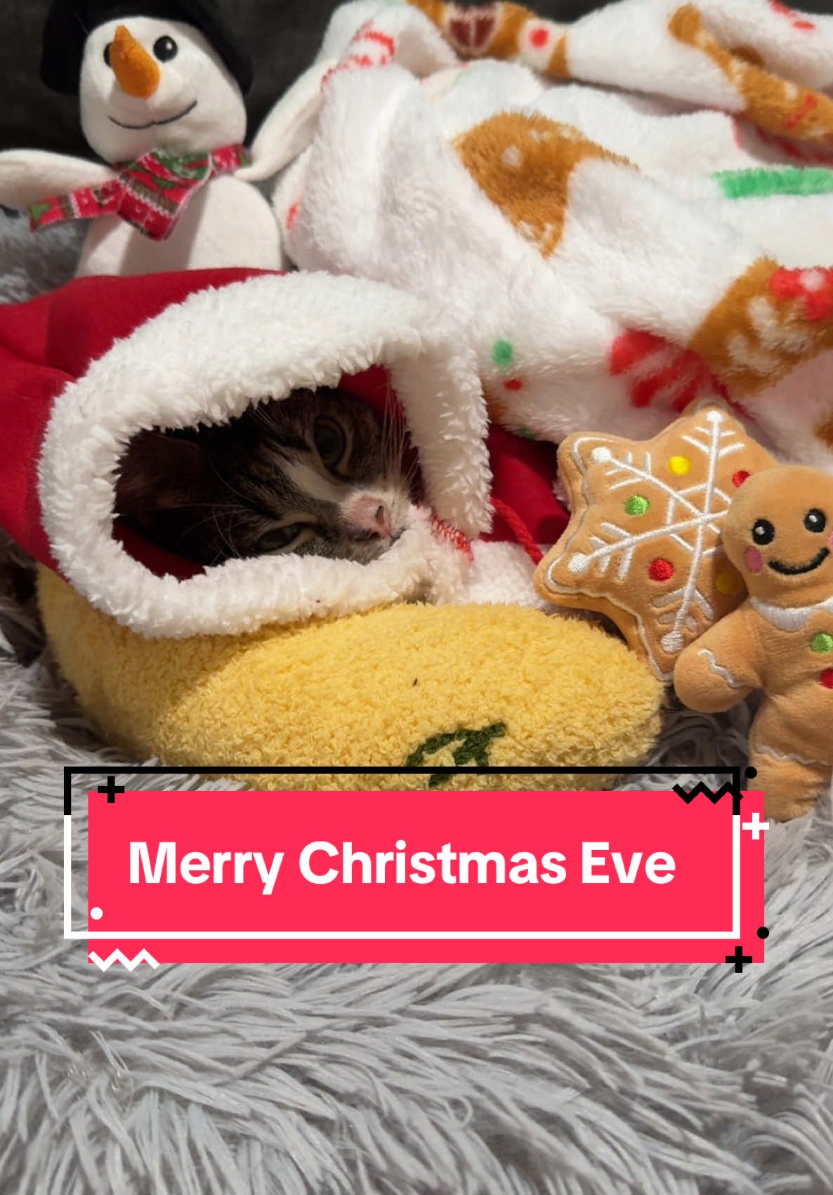 Merry christmas eve everyone #ysera #yseratok #kitten #cute #specialcat #catsoftiktok #kitty #goodmorningysera #catsofinstagram #catsoffacebook #ndd #neurodegenerativedisease #yserasarmy #merrychristmas #merrychristmas2024 #merrychristmaseve 