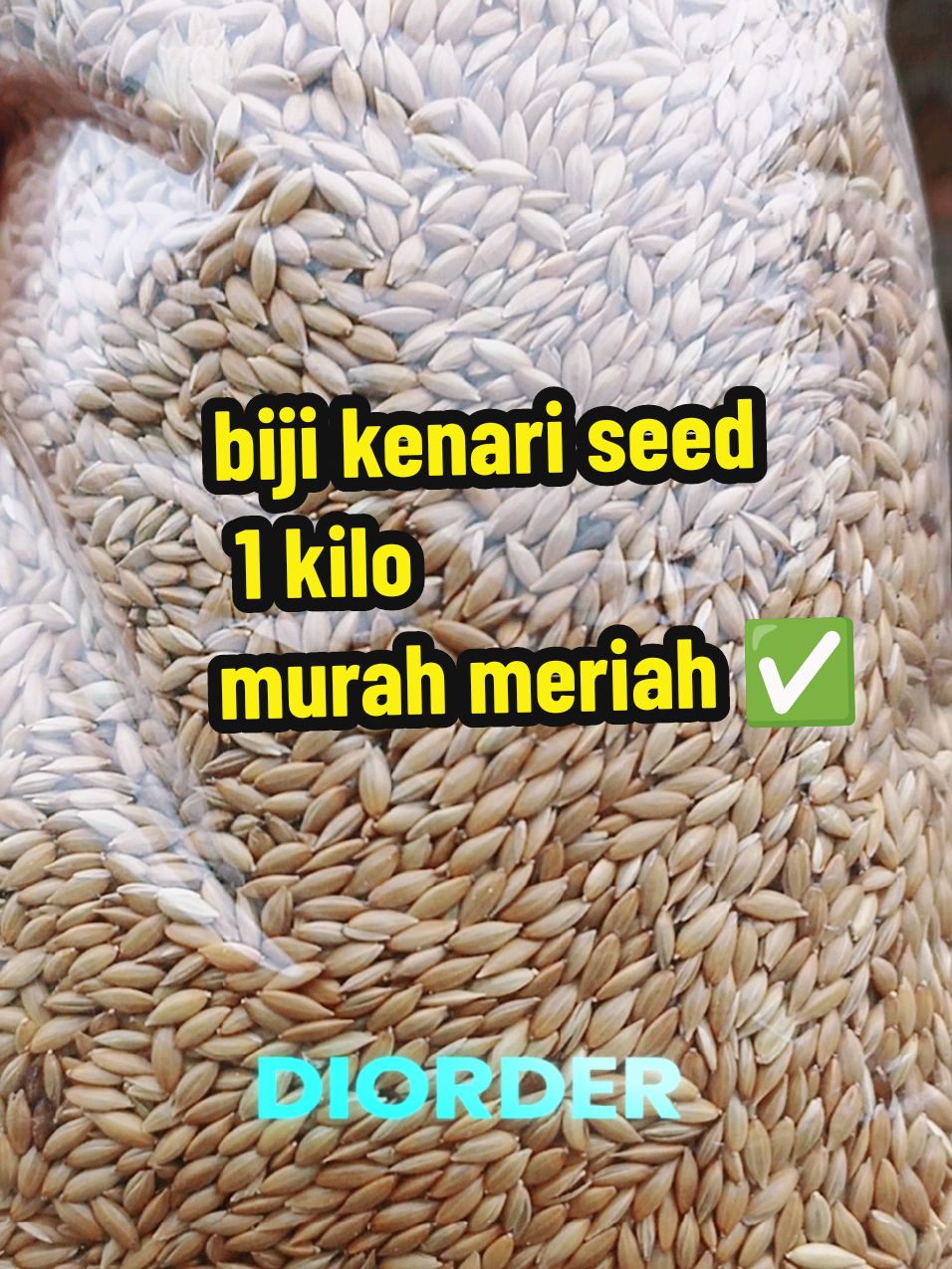 kenari seed 1 kg. yang mau hemat, nih bisa di coba bro #kenariseed #bijikenari #pakankenari #kenariseedkiloan #pakanburungkenari #pakanburungkenarilomba #pakankenariharian #burungkenari #kenarimania #kenarigacor #kenarimaniaindonesia #kenariindonesia #wibgajian #megaguncang11 #cuantanpabatas #gilagilajualan #yearandsale #kicaumania 