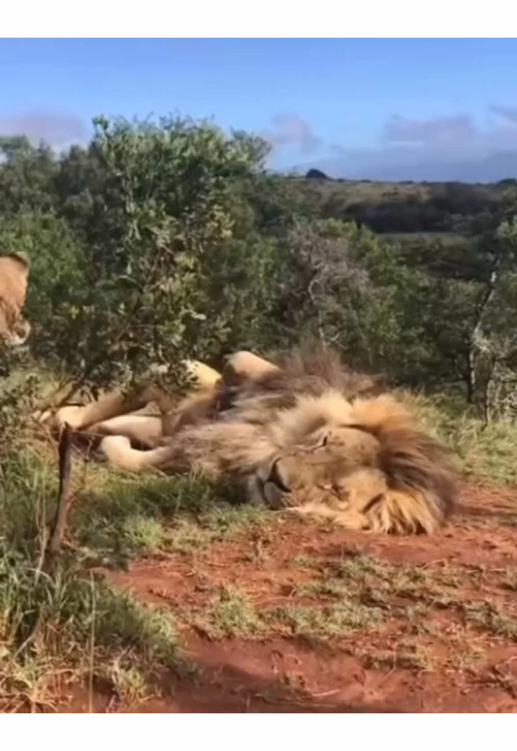 This is how you know you’re in a healthy relationship 😂🤣🥰🥰 #nature #wildlife #africanwildlife #gamedrive #safari #elleafricasafaris #elleafricasafari #lion #lions 