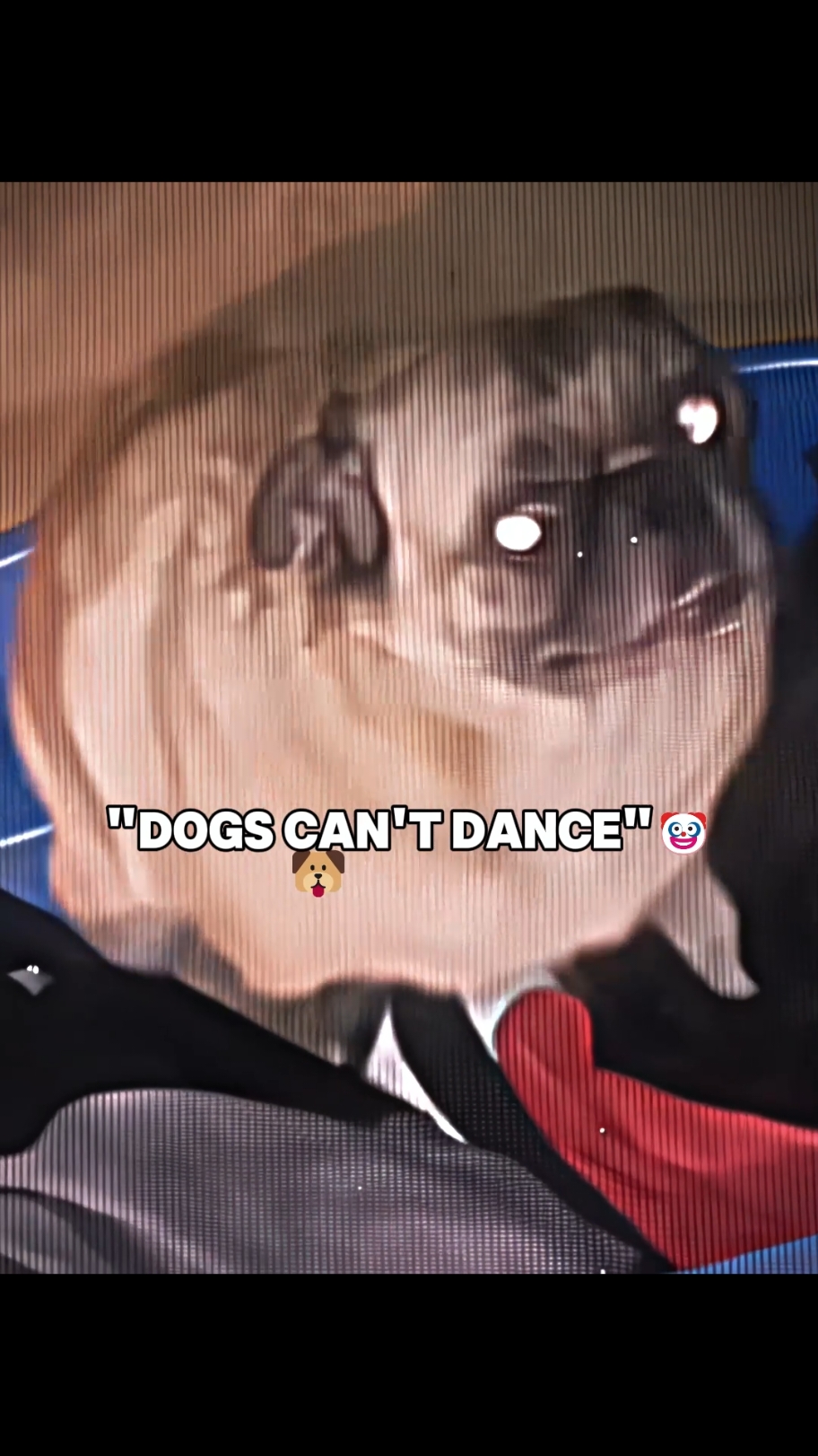 Dogs dance №3🔥. Song Automativo Cinema. #fyp #viral #edit #funk #dog 