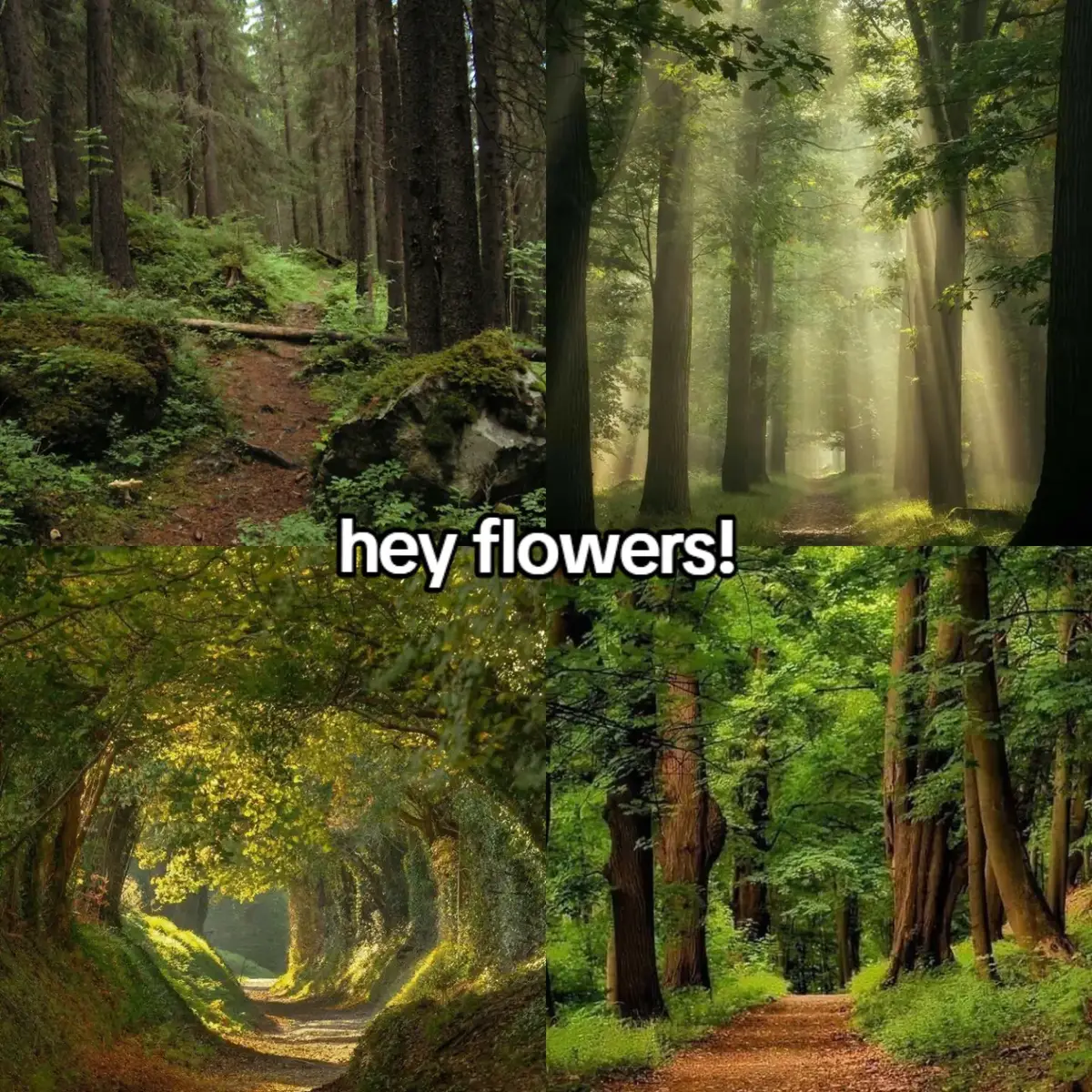 #forest #flowers #place #fyp #foryoupage