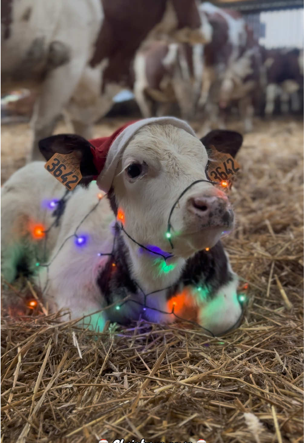 Bonne fête de fin d’année !! 🎉🎄🎅🏻 #noel #christmas #cow #vache #fete #deco #agriculture 