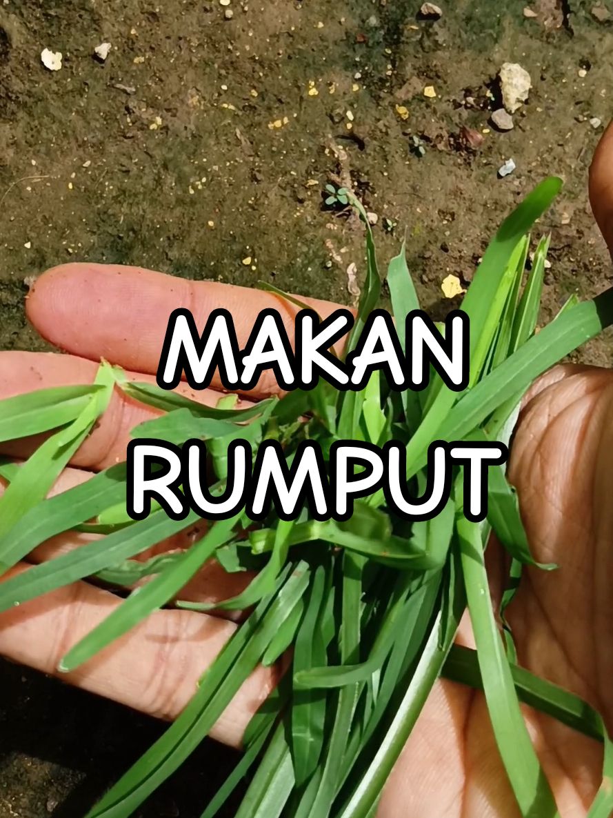 Makan Rumput Belulang. Enak juga ternyata #rumput #sayur #lalapan #fyp #sunda #tasikmalaya #belulang #makandarialam #makanrumput #petiksayur #survival