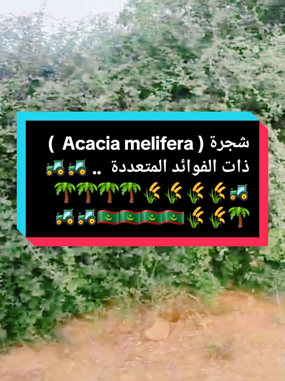 #CapCut  شجرة( Acacia melifera)  ذات فوائد عدة للمزارع  #fyp #الزراعة #agriculture #foryoupage❤️❤️ @Esma Kane @غيث الموريتاني 🇲🇷 @Atef&live🇹🇳🇫🇷 