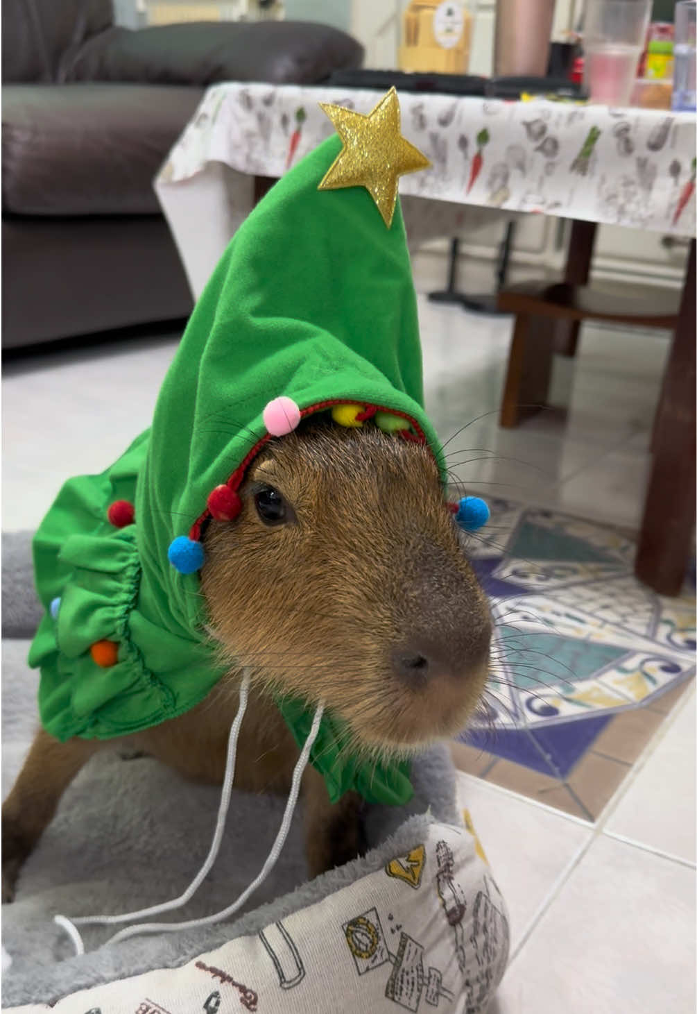 My Christmas tree 🎄 #frankiecapybara #tiktok #tiktoker #capybara #capy #capybaratiktok #capybaramemes #capybaralove#pet #christmas #christiantiktok #christian #happynewyear #2025 #santa #คริสมาสต์ #ติ๊กต๊อก#น่ารัก #meme #สัตว์โลกน่ารัก #สัตว์เลี้ยงtiktok #สัตว์เลี้ยงน่ารัก#คาปิบารา #คาปิบาร่า#หมามะพร้าว #คนไทยรู้ทัน#กะปิปลาร้า