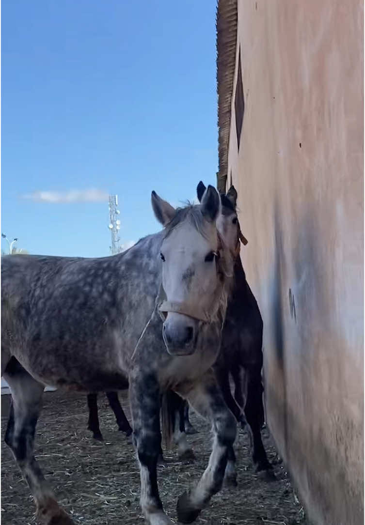 🐴🐴🐎🐎🫀🫀🫀 #dz #fyp #الجزائر #horse #cheval #horseriding #الجزائر🇩🇿 #خياله🐎 #الشعب_الصيني_ماله_حل😂😂 #خيل #دزاير 