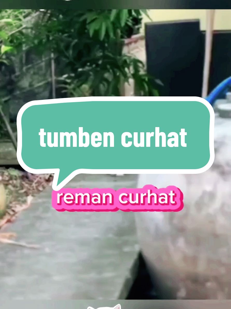 tumben curhat #lawakanreceh #dubinghewan #komedikucing #tingkahlucukucing 