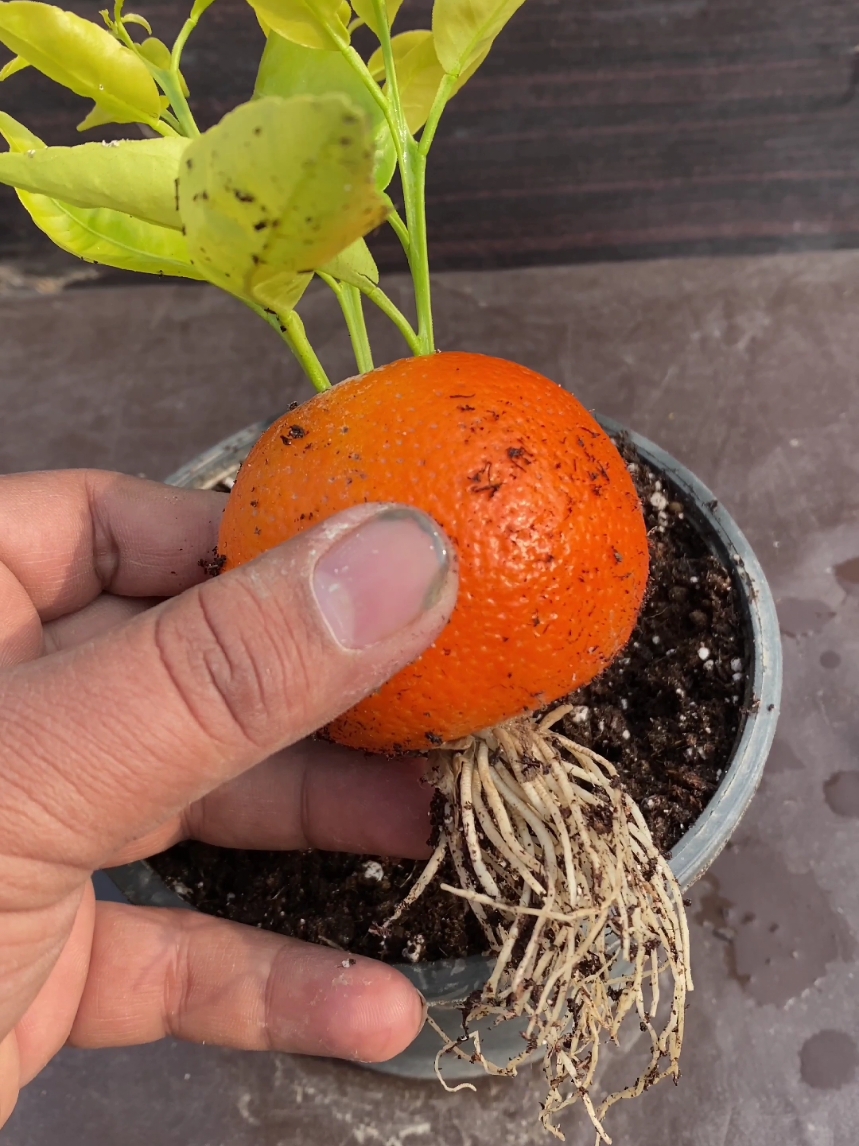 how to grow orange from orange #viral #garden #ideas #virals #gardening #foryou #fyp #shorts #reels #trending  #plant #tiktok 