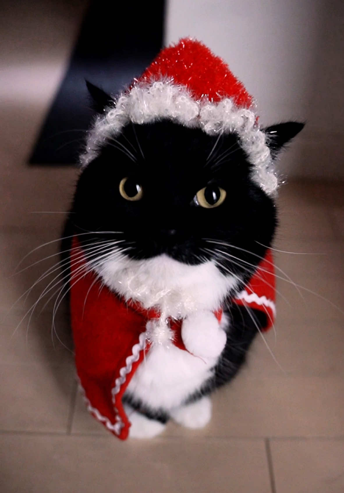 Merry Unistmas! :3 #ミヌエット #Uni #tuxedocat #fyp 