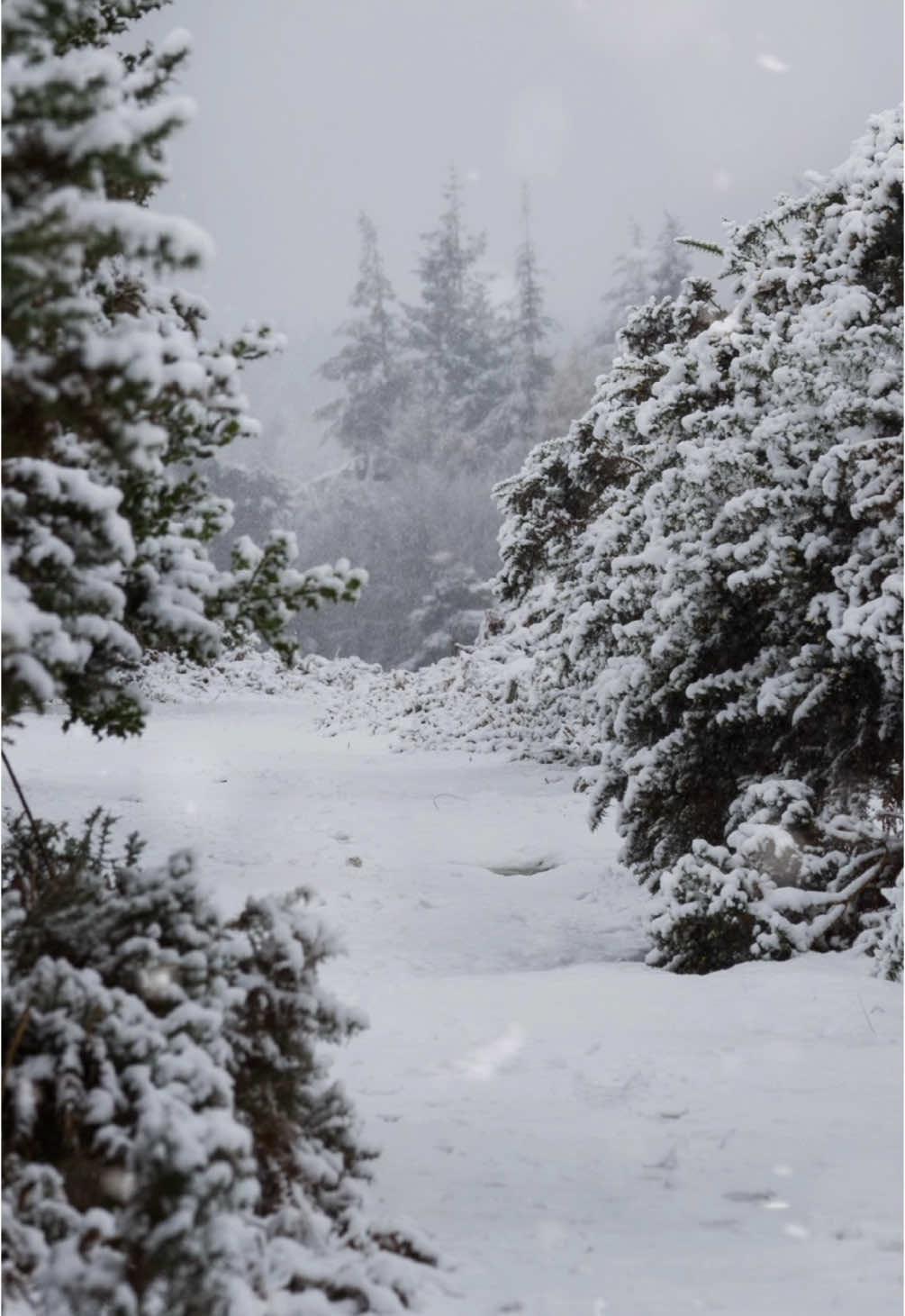 🎄🎄❄️❄️❄️🎄🎄🎄#christmas #xmas #christmasvibes #december #forest #nature 