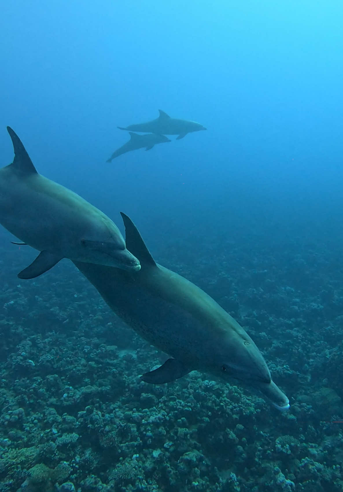 Dolphins are the ocean’s smile 💙Their playful energy intelligence and grace remind us of the beauty beneath the waves. Every encounter with them feels like a gift from the sea. 📽️ @mahmoud_diving_instructor  #liveaboard 🛳️ #north 🧭 #egypt 📍#الغردقه  #dolphins #egypt #marsaalam #hurghada #dolphin #oceanlife #video #gopro #dive #🐬 #redsea #sea #ocean #padi #sealife #البحرالاحمر #natural #scubadiving #scuba @PADI @GoPro  #savetheocean #savetheplanet