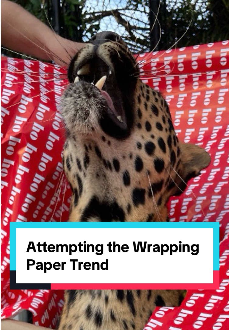 It went exactly how we expected  #cougar #leopard #africanleopard #lynx #carpathianlynx #christmas #wrappingpaper #fyp #foryoupage #southflorida #florida 