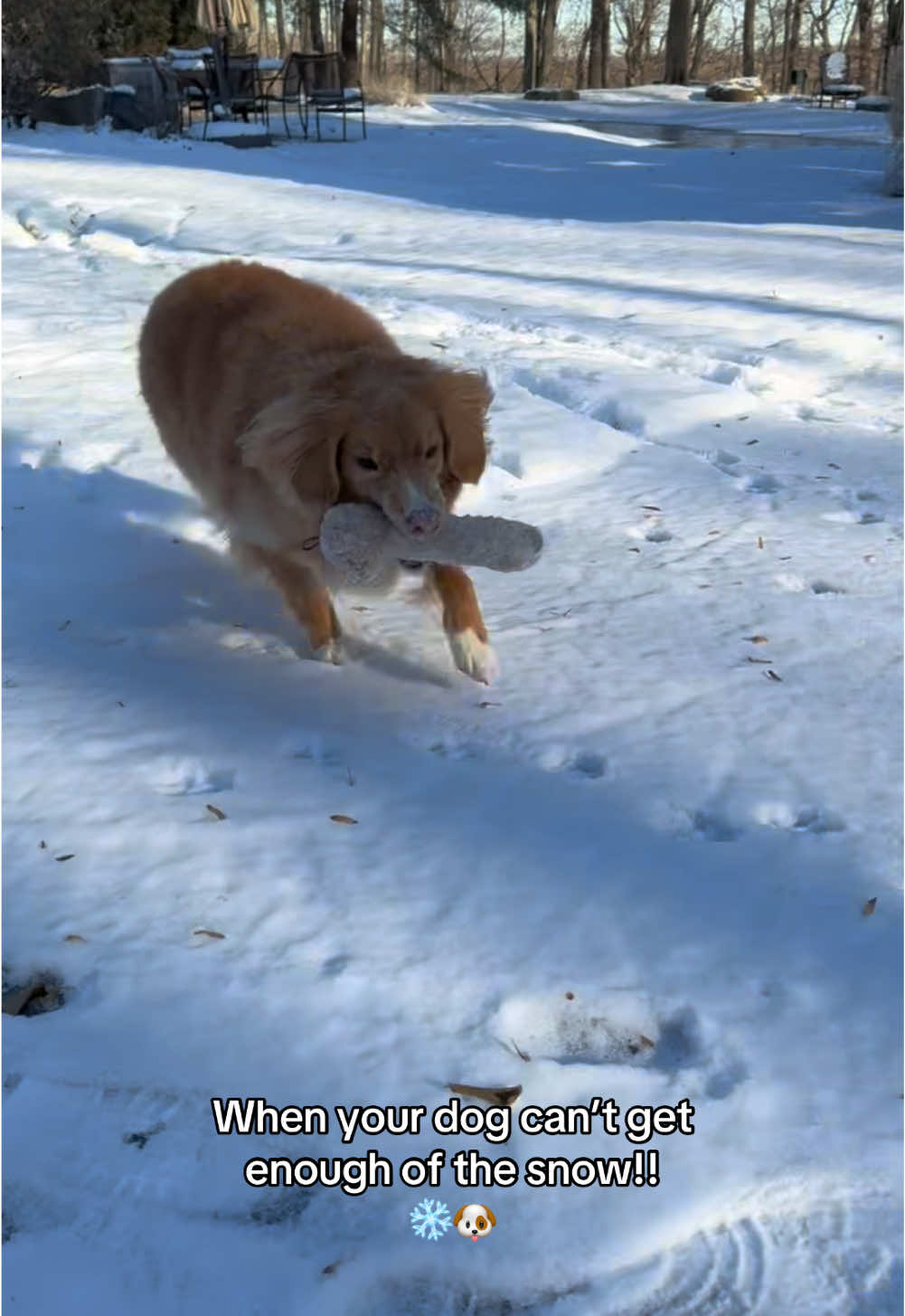 Is anyone else’s dog obsessed with the snow?🐶❄️ #fyp #dogsoftiktok #dogmom #doglover #dogvideos #trending 