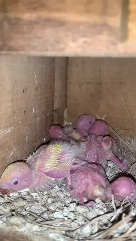 PANEN 😍👌🏻 #lovebird #lovebirds #lovebirdlovers #lovebirdmania #lovebirdscouples #lovebirds_np #lovebirdindonesia #pyf 