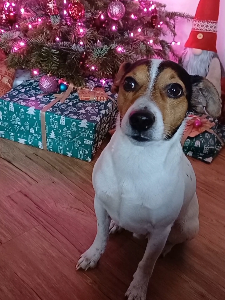 ❤️Buddy wünscht euch schöne Weihnachten❤️ #Buddy Buddy #JackRussell JackRussell #Jack Jack #Jacki Jacki #Russell Russell #Doglove Doglove #hundliebe❤️ Hundeliebe #dogs dogs #jackiliebe jackiliebe #Hund Hund #Terirer Terrier #dogsoftiktok dogsoftiktok #dogvideo dogvideo #dogvideos dogvideos #doglover doglover #pet pet #petlover petlover #petsoptiktok petsoftiktok #petoftiktok petoftiktok #Sport Sport #Faul Faul 