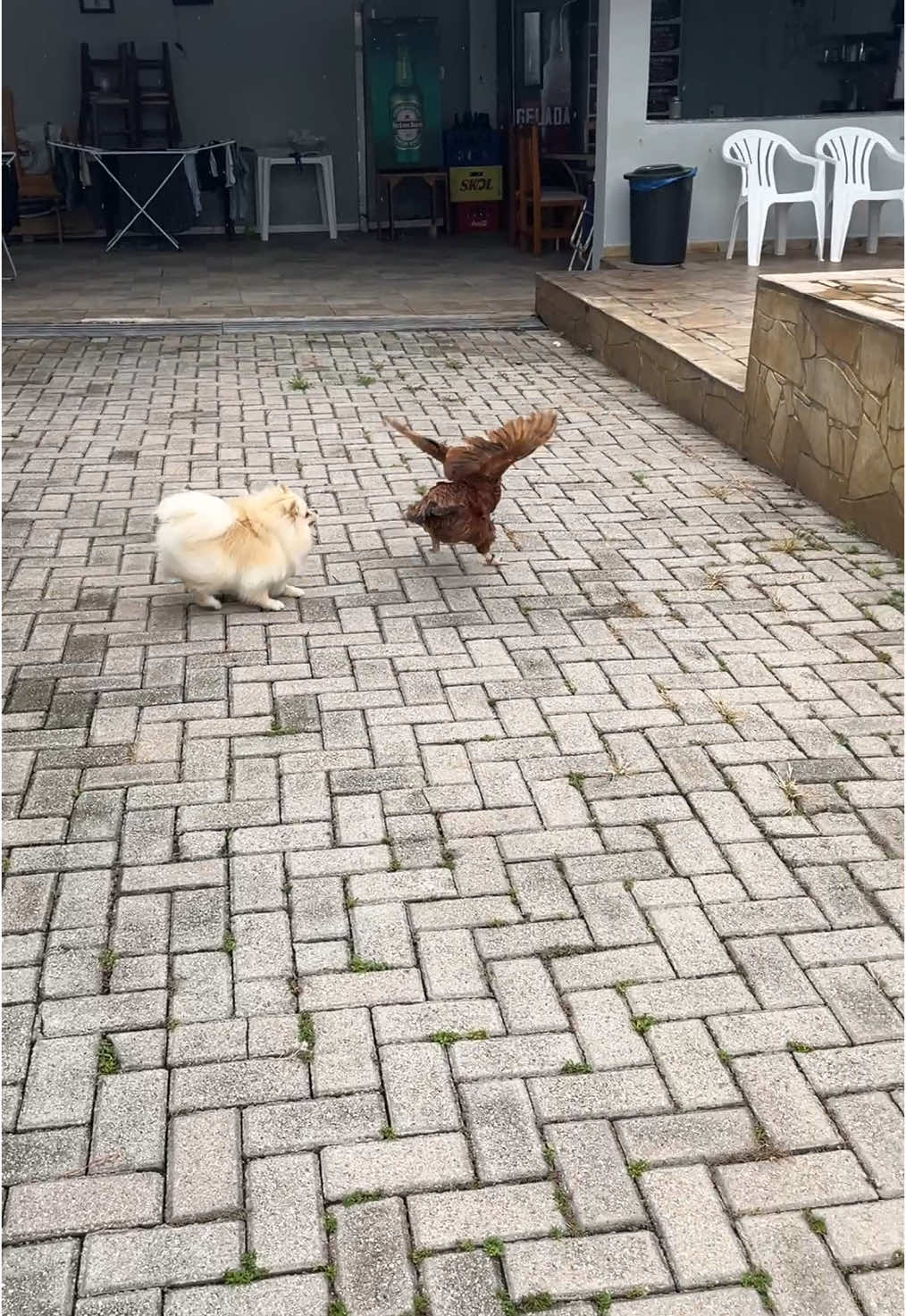 Coisas que só acontecem na casa do vovô… 🤣 A galinha passa bem. #galinha #spitzalemao #piscina #comedia #luludapomerania #mulherdepreso