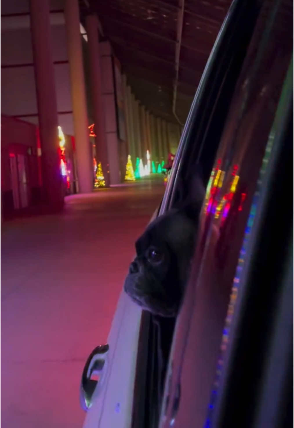 Making Core Memories 🎄🎅🌟 It was mesmerizing watching Meatball watch the pretty lights! If you get a chance, take your pup to see Christmas lights. PS, Carl didn’t care for them and wanted to jump out of the car 😒 #christmaslights #christmaseve #corememory #dogsoftiktok #PetsOfTikTok  #frenchies #dogchristmas