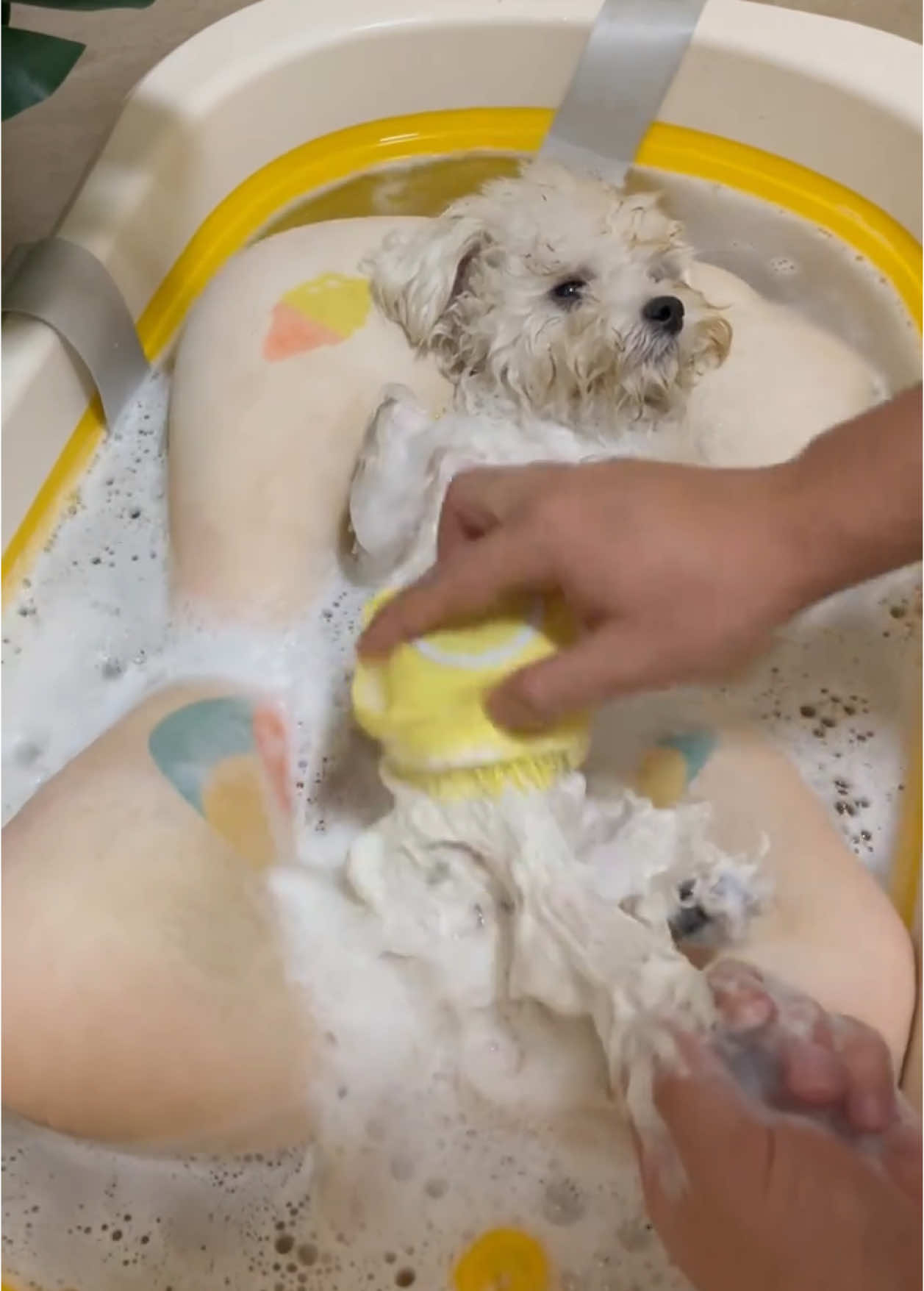 Đến giờ đi tắm thôi 🛁 #asmr #asmrsounds #asmrvideo #cunyeu #fyp #dog #cute #pet #thucung #poodle #bunquystoc 