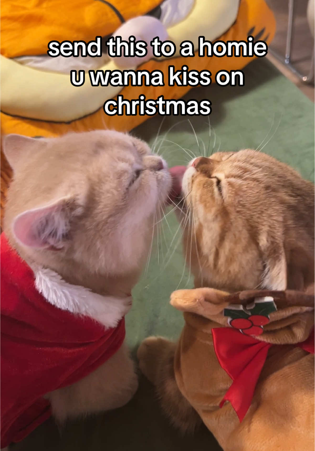 under the mistletoe of course #fyppppppppppppppppppppppp #kitten #catsoftiktok #christmas #fypシ゚viral 