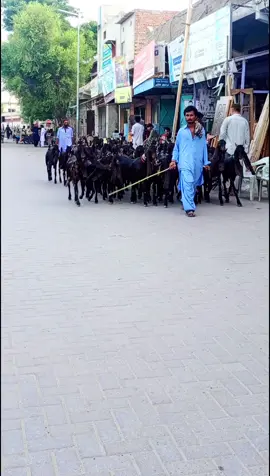 #foryoupage #sindhisong #sindhi #terding #viral #zahidbhai22 #@TiktokPakistanOfficial 