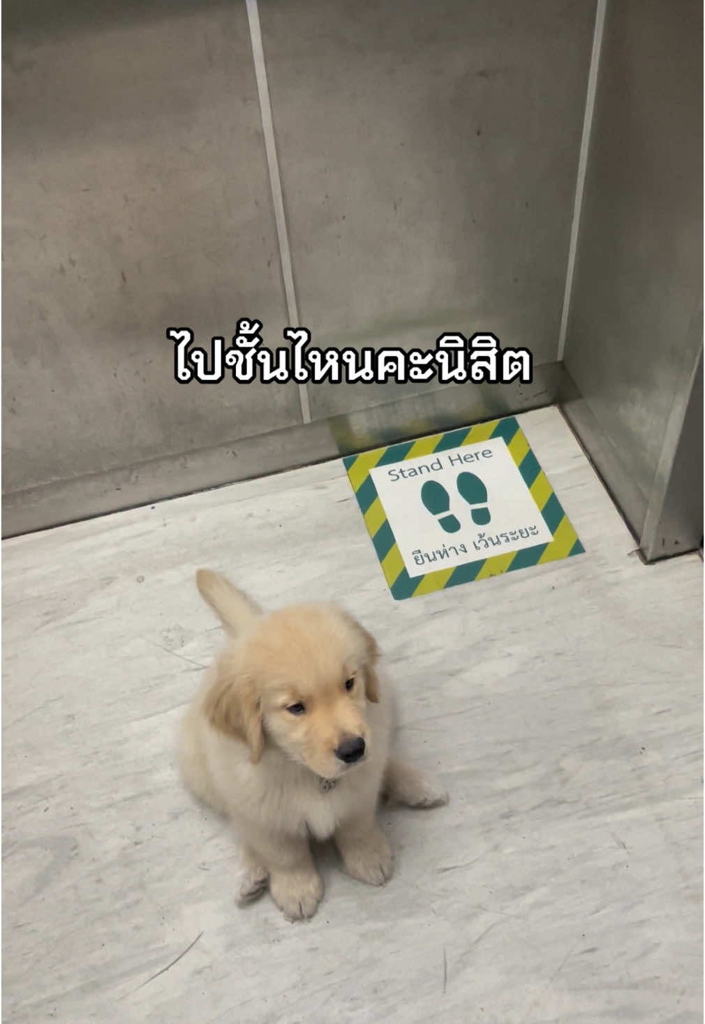 นิสิตดีเด่น เน้นกินนอนฮัฟ  #luffyhumku #goldenretriever #มก #ลูฟี่มก #goldenretrieverpuppy 