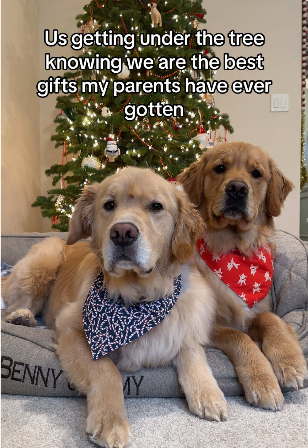 Dogs give the gift of joy, freindship, love, and happiness everyday of the year 🤍🎄🎅🏻 #pet #pets #petstagram #petsofinstagram #petsofig #puppy #puppylove #puppylife #puppygram #puppyoftheday #puppyofinstagram #puppies #puppiesofinstagram #puppiesofig #puppiesofinsta #dog #dogsofinstagram #dogs #dogoftheday #doglover #retriever #retrieveroftheday #retrieverpuppy #retrieverpuppies #retrieveraddiction #goldenretriever #goldenretrievers #goldenretrieversofinstagram #goldenretrieverpuppy