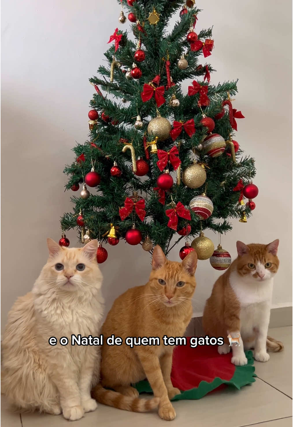 Natal de quem tem gatos 🙄🎄 #gatostiktok #natal2024 