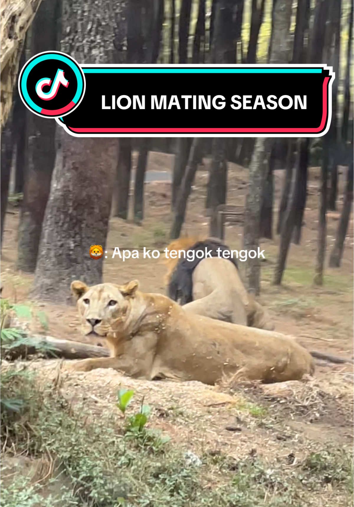 Berasa nonton natgeo di depan mata. 😂 