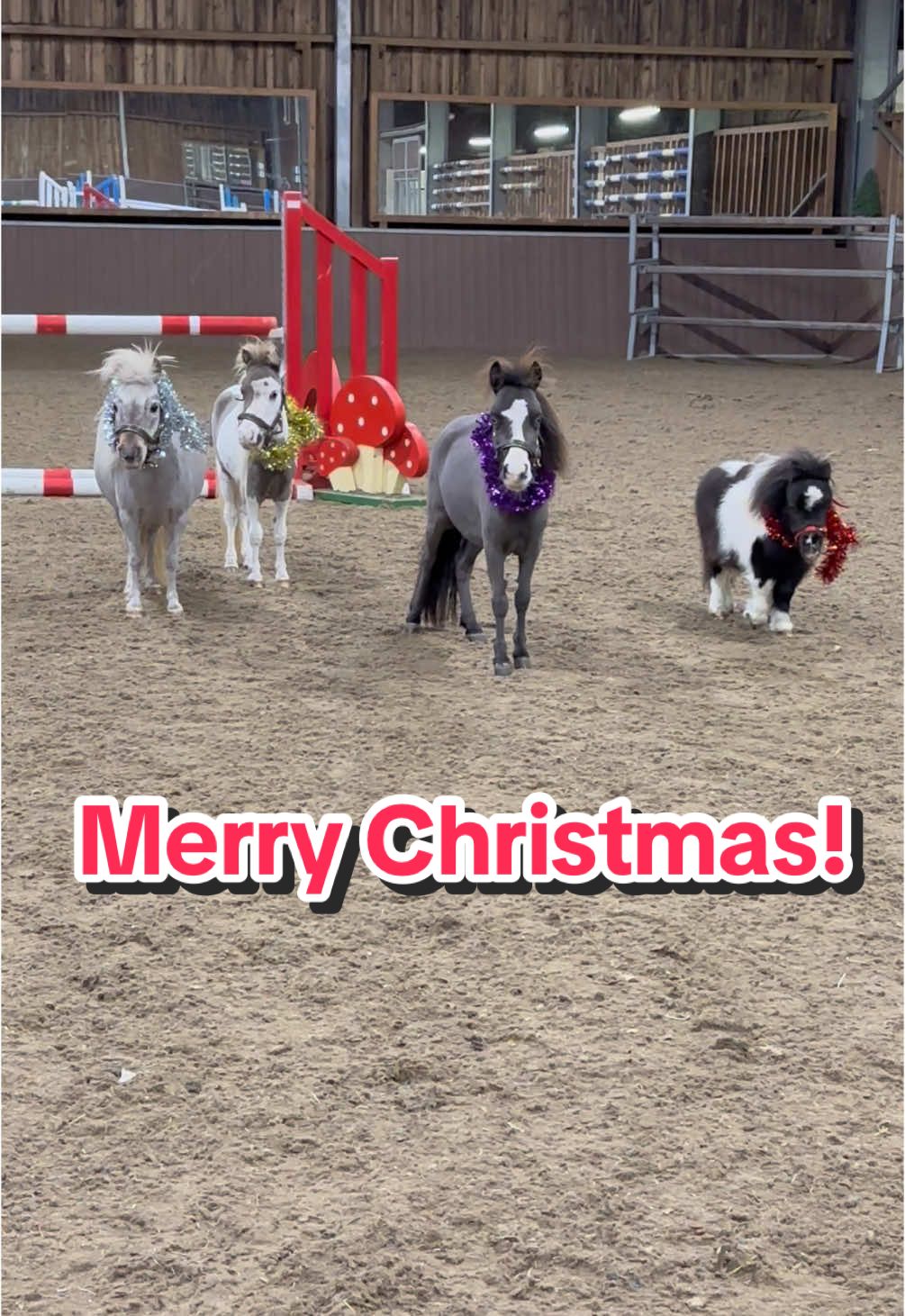 Wishing all of Ozzys followers a merry Christmas and happy new year! ❤️❤️❤️❤️❤️ #OzzyTok #miniaturehorses #festive #christmas #smallbutmighty #believeinozzy #gallop #fyp 