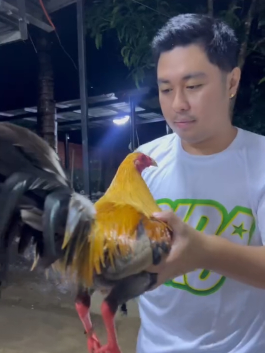 Merry Christmas po sa inyo lahat mga kapatid🥰🐓 #alagangbattlecock💚 #sabattlecocklagikanglamanga💯👍🏻 #fyp #viral #trend #trending #viralvideo #fypage 